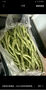 云南高山新鲜四季豆圆青豆现摘直发农家蔬菜鲜嫩饱满带箱2斤健康食材 实拍图