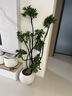 叹为观止大型植物发财树各种大颗盆栽开业乔迁客厅办公室内好养大型花卉 造型鸭脚木【1.5-1.7米】 含盆 实拍图