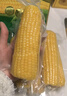 十月稻田 黄甜糯玉米 8根 3.52斤 真空包装 东北粘玉米棒 低脂早餐 实拍图