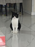 鑫汇香猪蹄500g熟食酱卤猪蹄卤香酱卤蹄下酒菜即食卤猪脚团购中秋送礼 五香卤猪蹄 500g 实拍图