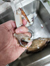 新鲜梭子蟹鲜活冷冻大螃蟹舟山海鲜水产野生梭子蟹活冻飞蟹白蟹 9两以上/只 【净重5斤 舟山直发】 实拍图