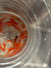 金鱼草金鱼观赏鱼冷水好养耐活小鱼苗锦鲤 5-7cm 红草金买25条送25条（加备损） 实拍图