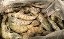 鲜京采 厄瓜多尔白虾 净重3斤/盒 特大号20-30规格   30-45只/盒 实拍图