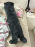 野兽派家居（tbh）懒蓝猫长条抱枕 枕头靠垫家用客厅沙发腰枕床头靠枕礼物 懒蓝猫条形抱枕22X115cm 0cm*0cm 含枕芯 实拍图