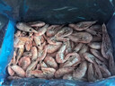 美加佳熟冻北极甜虾腹籽净重3斤 90/120规格   熟冻甜虾 海鲜水产 实拍图