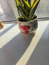 裕轩堂陶瓷花盆个性特大号创意多肉室内简约吊兰绿萝家用阳台绿植带托盘 88048红 21厘米左右 实拍图