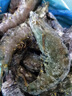 京东超市 海外直采泰国活冻黑虎虾(超大号20/30规格)净重850g 17-26只/盒 实拍图