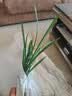 劉閣蘭花兰花苗 素心铁骨天香 夏带浓香花苞室内室外绿植兰草花卉盆栽 2苗连体裸根 实拍图