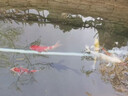 招财如意锦鲤冷水观赏鱼大型纯种精品红白三色招财鱼好养耐活风水鱼活鱼 十全十美（随机颜色10条可指定） 35-40cm 实拍图