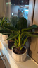 叹为观止大型植物发财树各种大颗盆栽开业乔迁客厅办公室内好养大型花卉 造型鸭脚木【1.4-1.6米】 含盆 实拍图