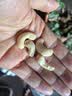 宋玉今生腰果仁500g原味大颗粒每日坚果零食大白腰果烘焙食材 500g*2袋 实拍图