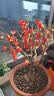 花翁海棠花盆栽树苗重瓣长寿冠盆景老桩庭院阳台绿植室内花卉源头直发 实拍图