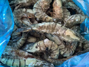 良满鲜福建漳州活冻大号黑虎虾 无冰净重2斤30-40只/盒海鲜大虾家庭聚餐 实拍图