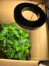 植物补光灯全光谱LED植物生长灯防太阳多肉补光灯种植6W定时调光 黑色-太阳光（植物生长）+底座 可调节-高68CM 实拍图