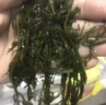 古松火锅鞭炮笋马尾藻海藻 长寿菜发菜凉拌菜火锅麻辣烫食材0脂 200g 实拍图