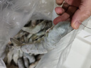 北海湾 虾 青岛大虾鲜活冷冻基围虾 虾类 海鲜水产生鲜白虾青虾海虾对虾 气冻大虾 3斤(净重)  16-18cm【单只冻 特大虾】 实拍图