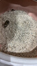 凯锐思豆腐混合猫砂2.5kg*4除臭结团不粘底豆腐猫砂添加矿砂强吸水 实拍图