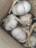 静益乐源山东紫皮蒜大蒜干大蒜蔬菜批发干蒜自种大蒜种子多瓣蒜当季蔬菜 【中果精品大蒜】2斤 精选今年大蒜 实拍图