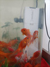 森森 小鲤鱼缸过滤器净水循环三合一内置水族箱过滤系统XQP-500F 6W 实拍图