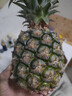 正宗海南金钻凤梨新鲜水果当季树上熟芒果凤梨【催熟食用】 1粒装单果500g-650g【7成熟，催熟再吃】 实拍图