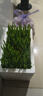 大麦种子菜种子大麦若叶青汁榨汁大麦苗优质大麦草四季播猫草 优质大麦【1斤】 晒单实拍图