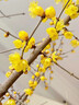 花翁鲜切花干枝年宵花卉水培植物 精选A级腊梅枝60cm5枝源头直发 实拍图