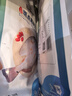 仙泉湖三去斑点尾鲈鱼1斤单条净膛后冷冻肉厚刺少 海鲜水产生鲜食材 实拍图