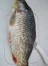  鲜活大鲤鱼1-1.25kg/条 实拍图