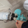 柒哦狗狗玩具耐咬磨牙幼犬狗狗毛绒发声自嗨解闷神器中小型犬宠物用品 狗狗玩具小象 实拍图