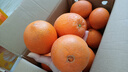 集南鲜  赣南脐橙 江西赣州手剥柑橘橙子当季孕妇新鲜水果橙子整箱礼盒 【状元橙】10斤彩箱 单果220-330g 净重9斤 实拍图