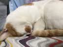 BOTH猫粮 C63鸡肉鱼肉全价成猫粮 猫咪专用猫饭 N3海藻系列猫粮猫主粮 C63成猫粮6.8kg【协助排毛球】 实拍图