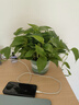 双盟绿萝盆栽除甲醛花卉绿植办公室新房净化空气180加仑4盆装源头直发 实拍图