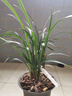 华香园春兰老八种【宋梅】兰花苗浓香型养兰入门室内耐阴绿植花卉 宋梅 1棵3苗 带花苞 裸根发货 实拍图