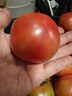 新鲜沙瓤大番茄生吃西红柿减肥早餐即食新鲜蔬菜生鲜单果＞100g 试吃装 1斤 实拍图