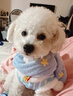 嬉皮狗宠物外出遛狗狗鞋狗狗衣服防滑耐磨防水鞋狗狗雨鞋泰迪比熊小型犬 小狮子 5号(建议体重10-13斤) 实拍图