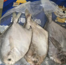 野生海捕银鲳鱼5条/斤新鲜冷冻批发海鲜水产白鲳鱼一箱海鱼扁平鱼 野生海捕银鲳鱼500g/袋（5条） 实拍图