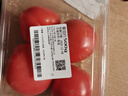 番茄约500g 实拍图