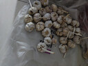 食尚半岛山东金乡鱼台大蒜农家自种干蒜新鲜蔬菜紫皮批发多瓣祘头当季 【中果】精品大蒜5斤 实拍图