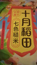 十月稻田 七色糙米 5斤 糙米饭 粗粮主食 新米 黑米 健身粥米 五谷杂粮米 实拍图