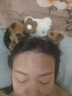 猫耳朵毛绒发箍豹纹KT猫酱发箍女洗脸化妆头箍卡通发饰 虎纹白猫/ 实拍图