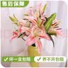 AB级优质香水百合鲜花水培插花家庭生活水养鲜切玫瑰云南产地直发 高品质【AB级罗曼蒂克】香水百合10朵+保鲜剂 实拍图