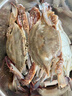 新鲜梭子蟹鲜活冷冻大螃蟹舟山海鲜水产野生梭子蟹活冻飞蟹白蟹 9两以上/只 【净重5斤 舟山直发】 实拍图