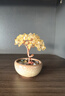悠梵萌发财树开业办公桌摆件招财黄水晶树盆栽造型树桌面办公室创意礼物 实拍图