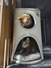 兽牌树洞剑麻桶猫窝猫抓板一体剑麻猫爬架双层大猫屋半封闭式冬季保暖 燕麦奶白丨三层剑麻桶 实拍图