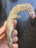 虾有虾途国产青岛大虾白虾青虾基围虾鲜虾冷冻生鲜虾类鲜活特大海捕整箱装 17-20厘米超大号 3.6斤(净重) 实拍图