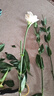 【洋桔梗】无刺玫瑰鲜花云南直发鲜花混搭花束七夕情人节520礼物 白色洋桔梗20-25个花苞 实拍图
