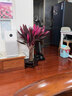 花翁 水培绿植物招财转运室内水养花卉盆栽紫竹70-80cm10棵源头直发 实拍图