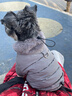 POPOCOLA小狗狗衣服羽绒秋冬季泰迪比熊雪纳瑞小型犬宠物保暖棉服冬装 灰色四脚面包服 XL【建议12-16斤】 实拍图