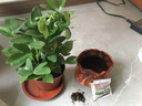 【八方来财】发财树鸭脚木盆栽四季常青桌面防辐射花卉盆景 八方来财20厘米4颗【發陶瓷盆】 送肥料 实拍图