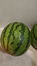 京鲜生 无籽麒麟大西瓜 1粒装 7-9斤 生鲜水果 实拍图